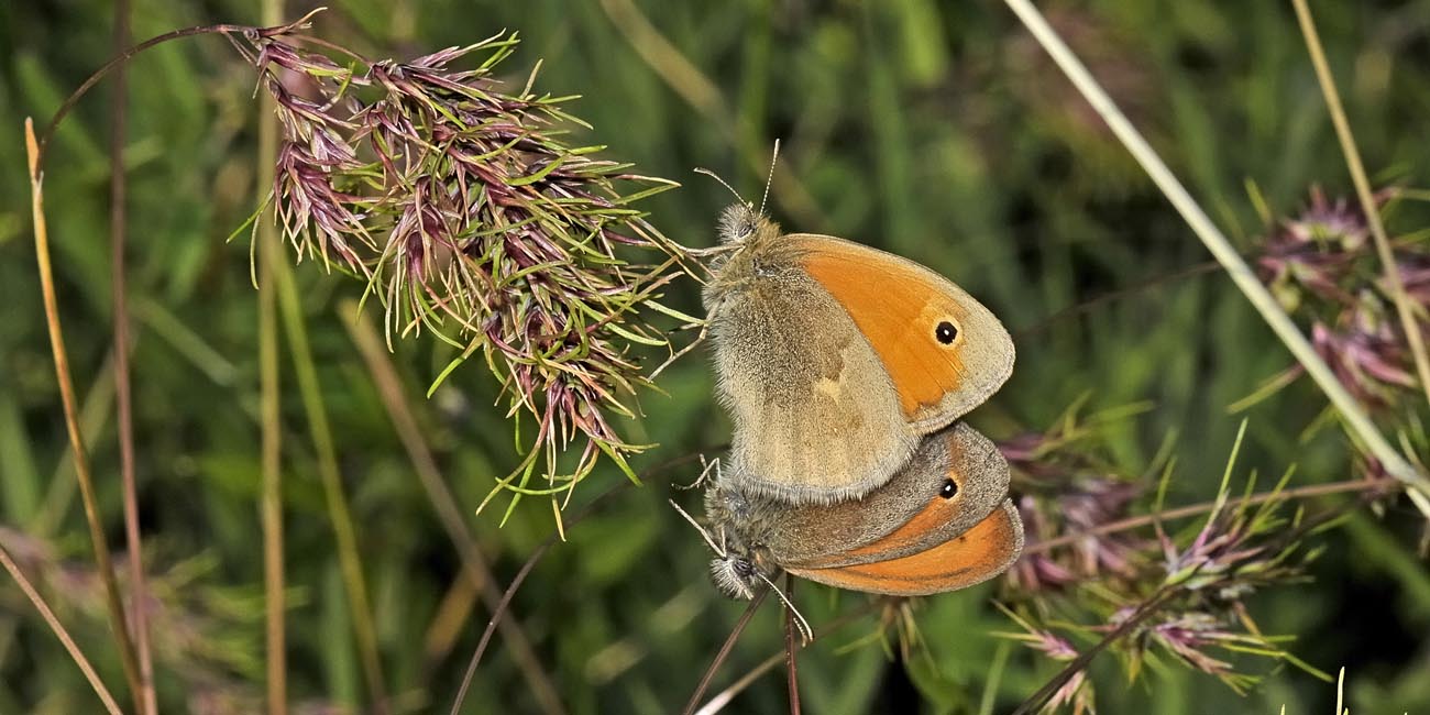 Coenonympha pamphilus